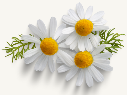 Allergy-Friendly Gardening Tips for Spring Enthusiasts